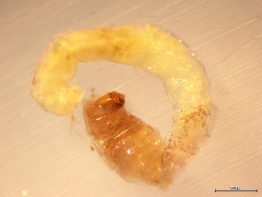 grub-like insect larva